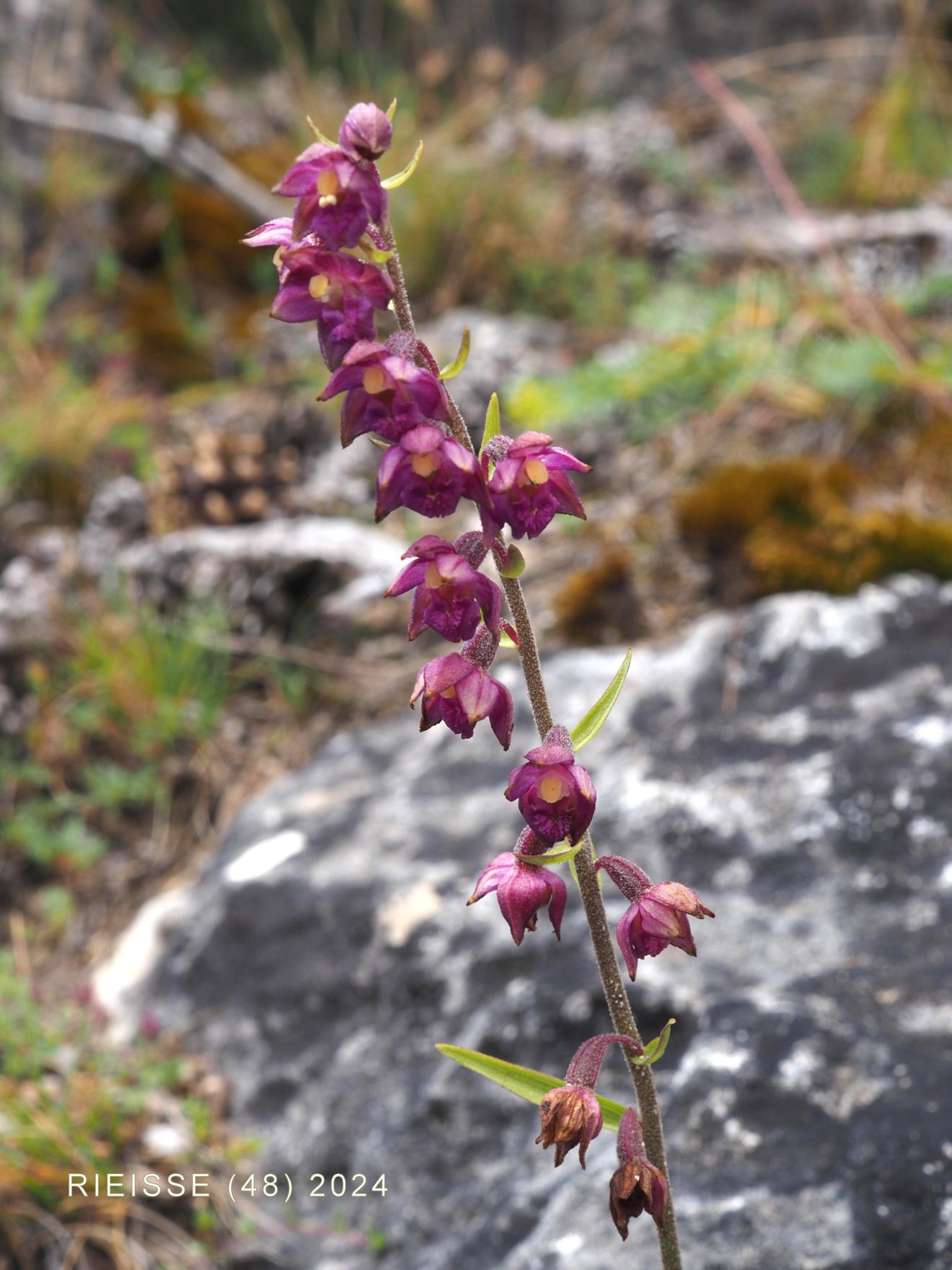 Helleborine, Dark Red